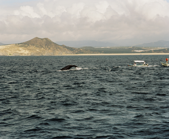 Cabo San Lucas Whales Tails Michael Fastoso