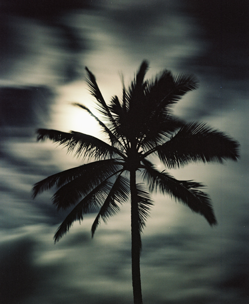 Kaui Palm at Night View Michael Fastoso