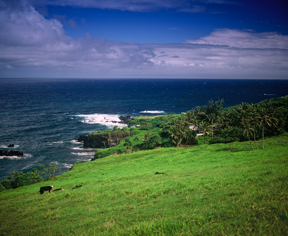 Maui Cows Michael Fastoso